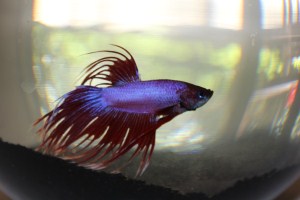 Finagan, crown tail Siamese Fighting Fish