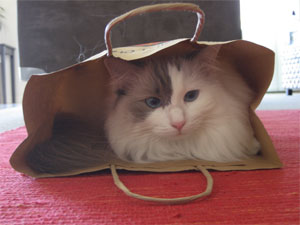 White ragdoll cat sitting inside a paper bag, happily resting