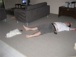 White ragdoll cat sleeping on its back spread eagle