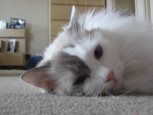 A close up shot of a white Ragdoll cat's face