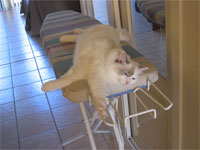 Ragdoll Kitten: Napping On An Ironing Board