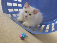 Ragdoll Kitten: Playing In Clothes Basket