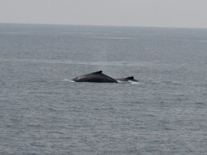 Humpback Whales